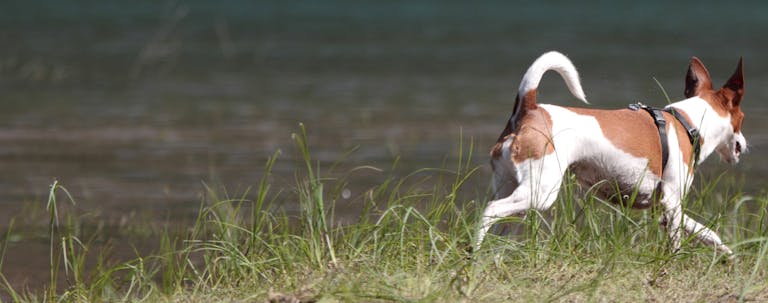 How to Train a Rat Terrier to Hunt How to Train a Rat Terrier to Hunt